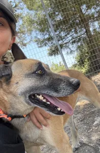 Hund Kelly adoptieren