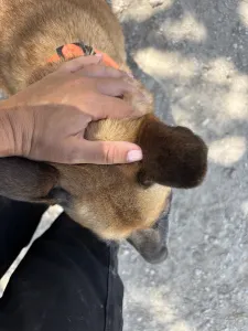 Adoptionsprofil für Kelly