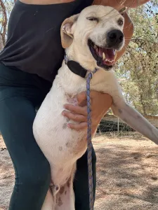 Hund Meli adoptieren