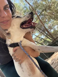 Hund Meli adoptieren