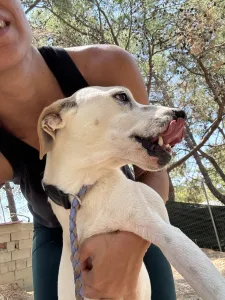 Hund Meli adoptieren