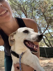Hund Meli adoptieren
