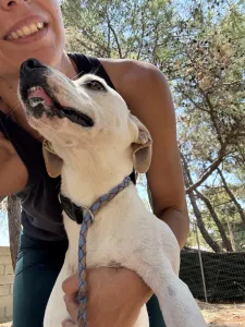 Hund Meli adoptieren