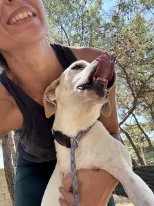 Hund Meli adoptieren