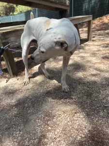 Hund Meli adoptieren