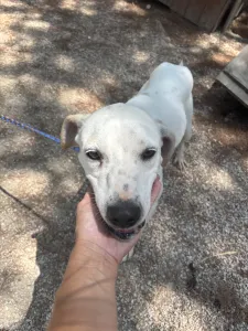 Hund Meli adoptieren