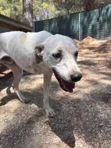 Hund Meli adoptieren