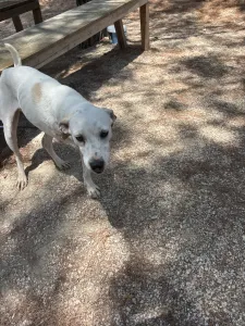 Hund Meli adoptieren