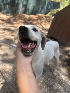Hund Meli adoptieren