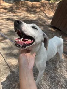 Hund Meli adoptieren