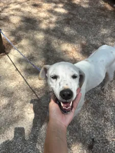 Hund Meli adoptieren