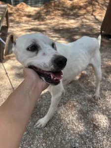 Hund Meli adoptieren