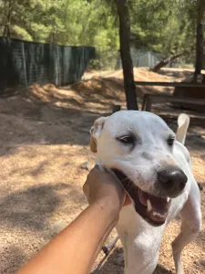 Hund Meli adoptieren