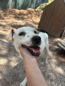 Hund Meli adoptieren