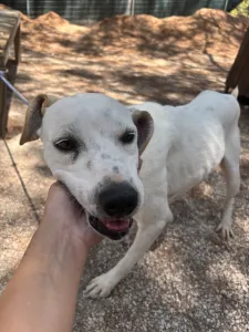Hund Meli adoptieren