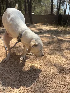 Hund Meli adoptieren