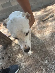 Hund Meli adoptieren