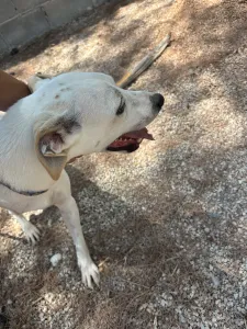 Hund Meli adoptieren