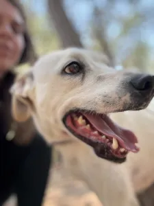 Hund Meli adoptieren