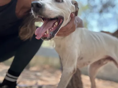 Hund Meli adoptieren
