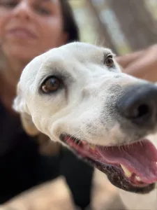 Hund Meli adoptieren