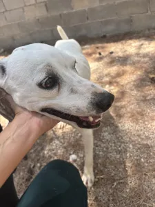 Hund Meli adoptieren