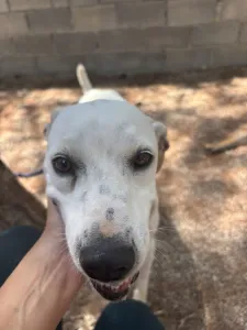 Hund Meli adoptieren