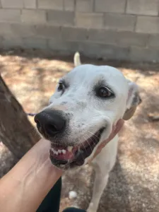 Hund Meli adoptieren