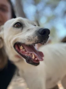 Hund Meli adoptieren