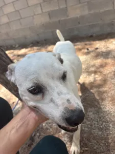 Hund Meli adoptieren