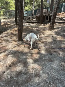Hund Meli adoptieren