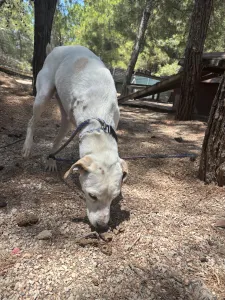 Hund Meli adoptieren