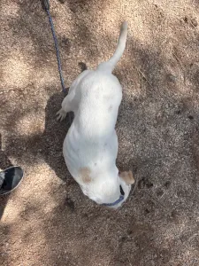 Hund Meli adoptieren