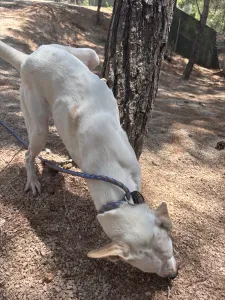 Hund Meli adoptieren