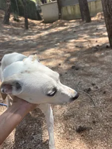 Hund Meli adoptieren