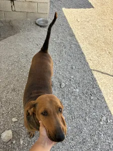Hund Orfeas adoptieren
