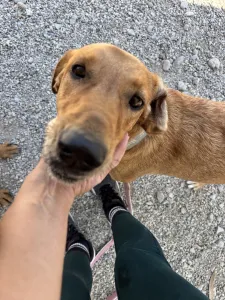 Hund Orfeas adoptieren