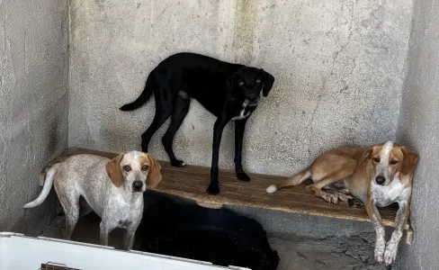 Adoptionsprofil für 3 mixx dogs