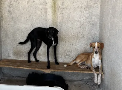 Adopt 3 mixx dogs