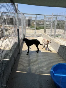 Adopt 3 mixx dogs