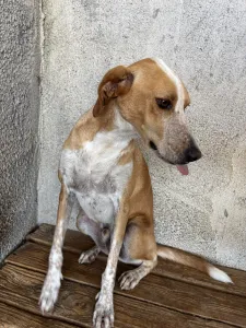 Adopt 3 mixx dogs