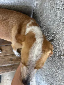 Adopt 3 mixx dogs