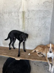 Adopt 3 mixx dogs