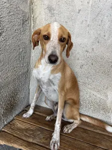 Adopt 3 mixx dogs