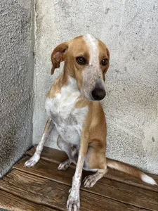 Adopt 3 mixx dogs