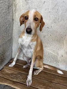 Adopt 3 mixx dogs