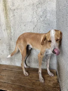 Adopt 3 mixx dogs