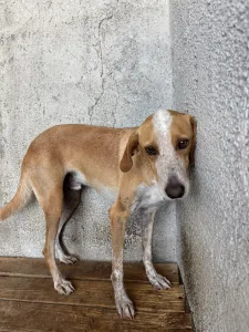 Adopt 3 mixx dogs