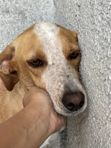 Adopt 3 mixx dogs