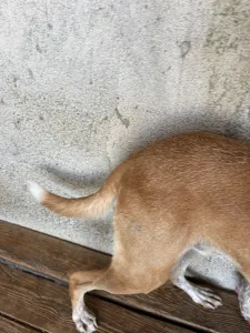 Adopt 3 mixx dogs